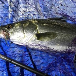 小アジ狙いで、シーバス